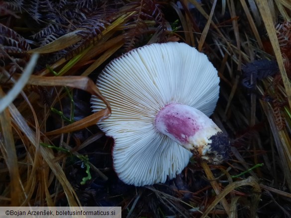 Russula sanguinaria