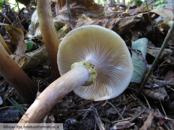 Armillaria mellea