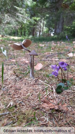 Entoloma hirtipes