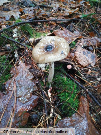 Hygrophorus olivaceoalbus