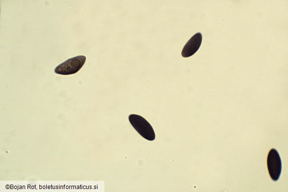 Hypoxylon fuscum