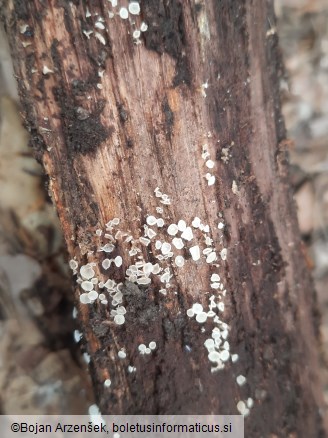 Dasyscyphella nivea
