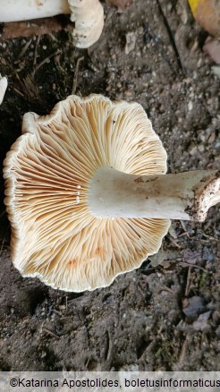 Lactarius ruginosus