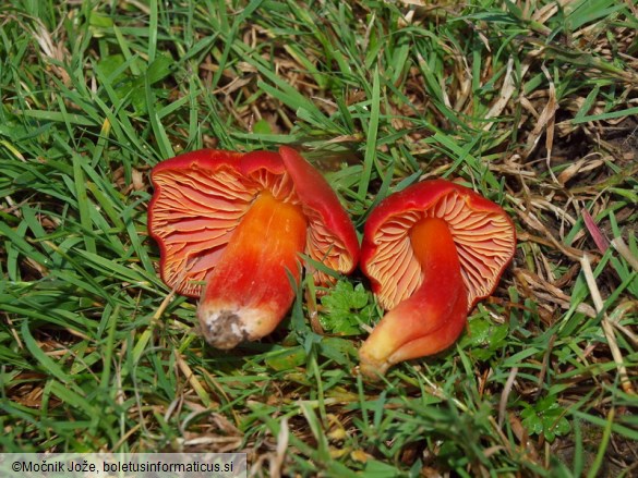 Hygrocybe punicea