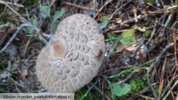 Chlorophyllum olivieri