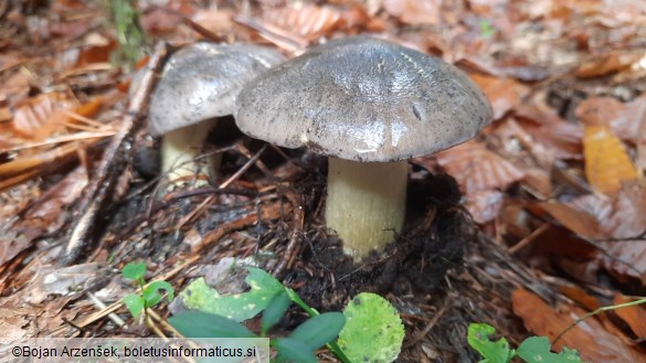 Tricholoma portentosum