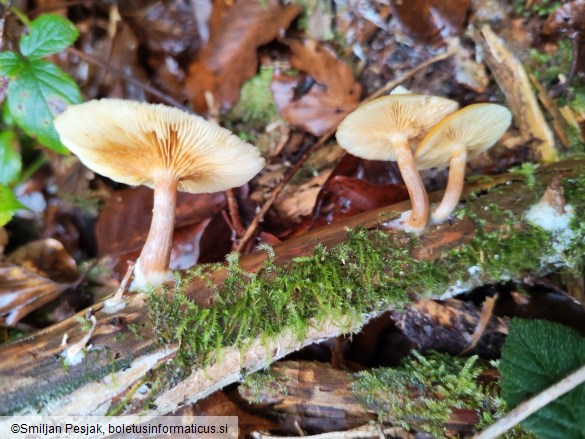 Gymnopilus penetrans