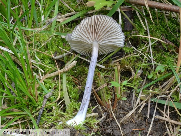 Entoloma mougeotii