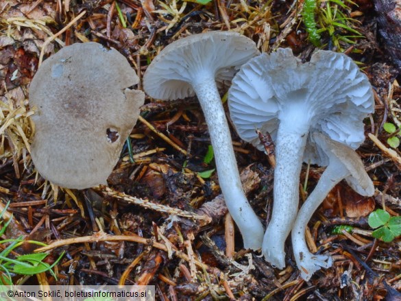 Hygrophorus pustulatus