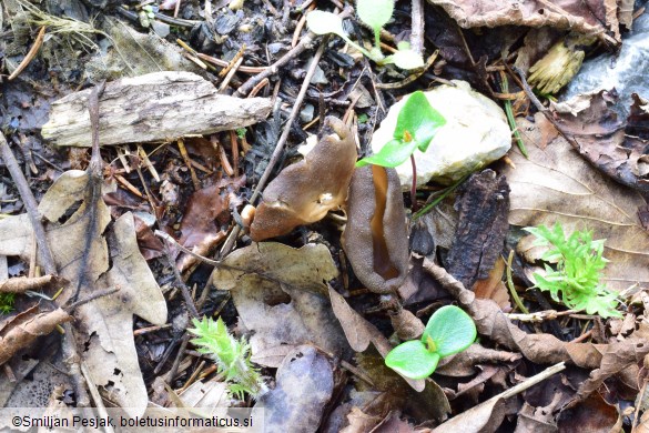 Helvella acetabulum