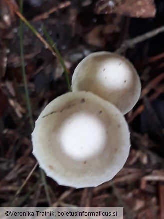 Mycena epipterygia var. epipterygia