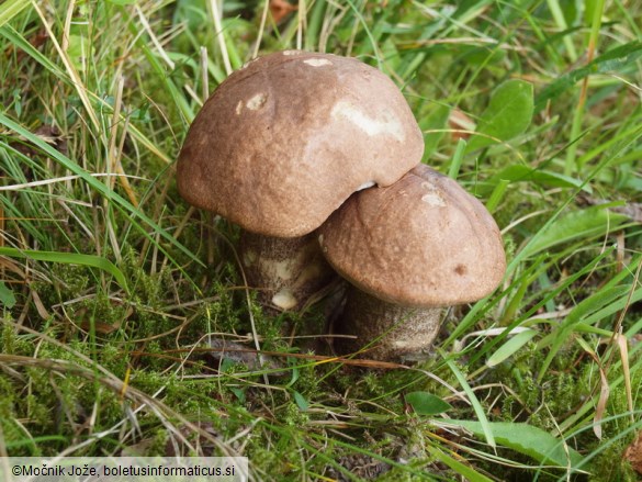 Leccinum duriusculum