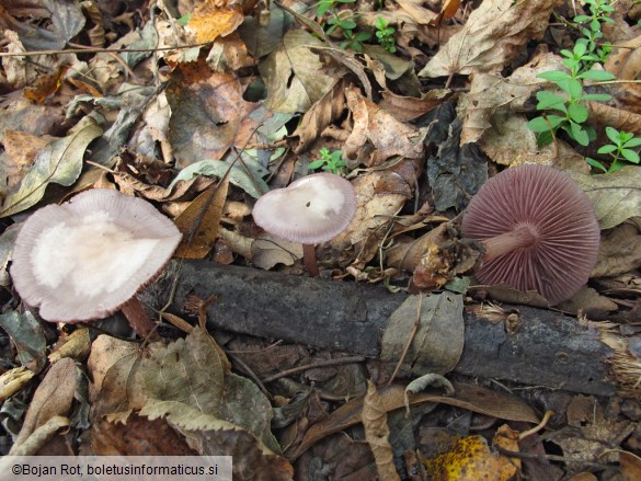 Mycena pelianthina