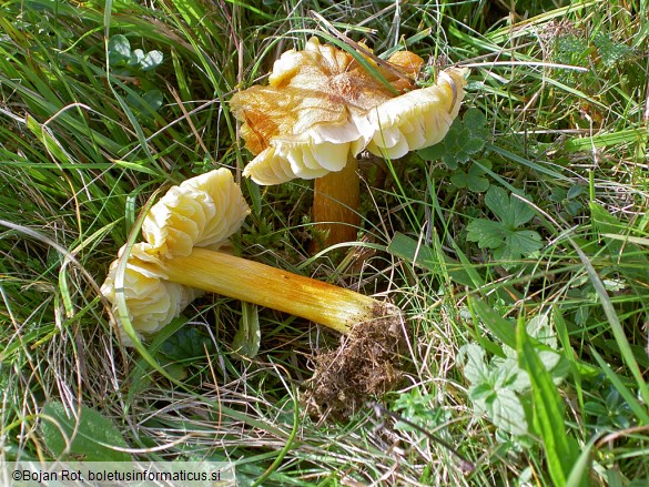 Hygrocybe intermedia