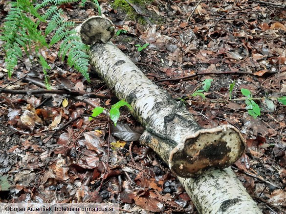 Piptoporus betulinus