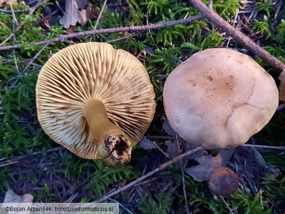 Tricholoma bufonium