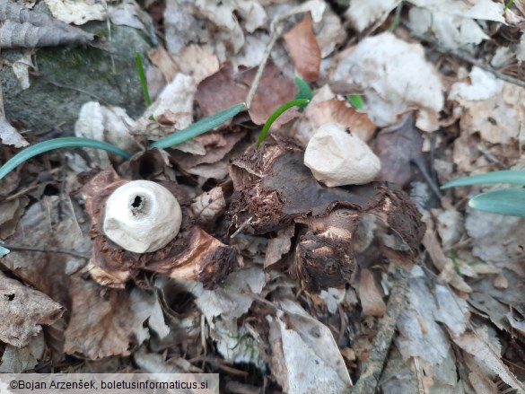 Geastrum triplex