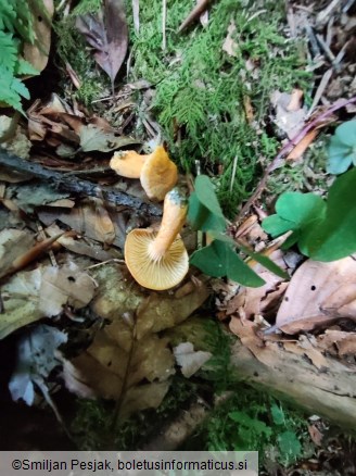 Cantharellus friesii