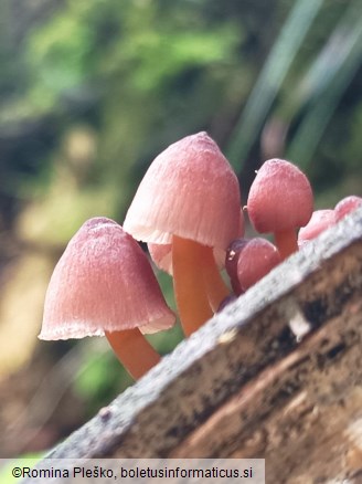 Mycena renati