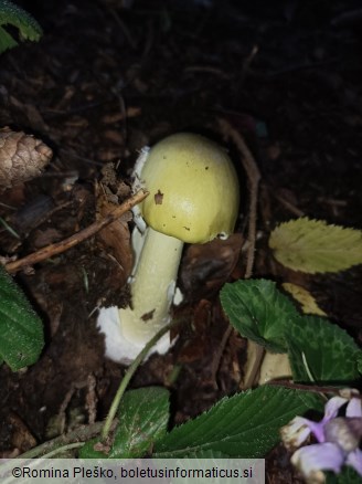 Amanita phalloides