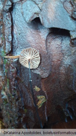 Marasmius androsaceus