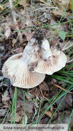 Russula densifolia