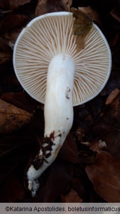 Hygrophorus cossus