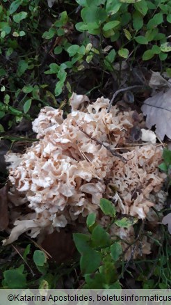 Sparassis crispa