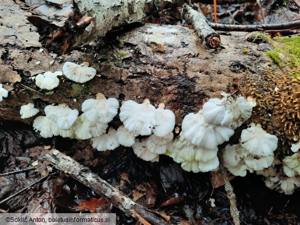 Trametes pubescens