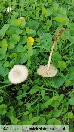 Marasmius oreades