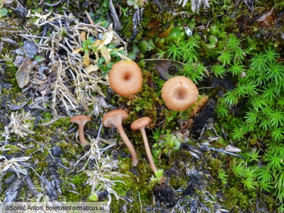 Omphalina pyxidata