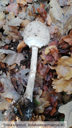 Macrolepiota procera