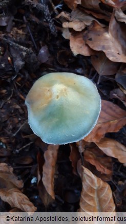 Stropharia caerulea