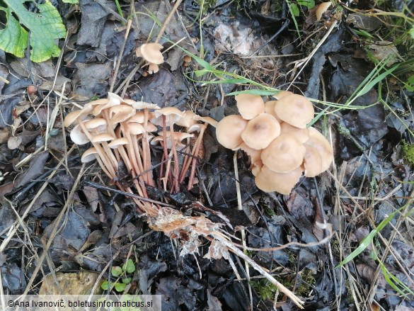 Gymnopus dryophilus