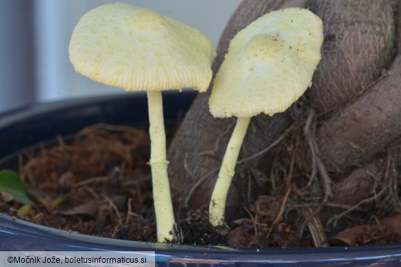 Leucocoprinus birnbaumii