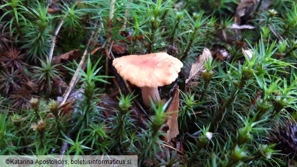 Lactarius fulvissimus