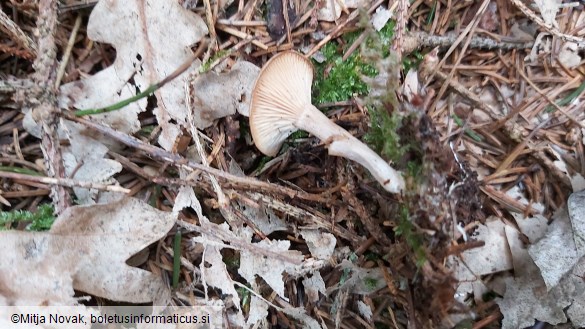 Rhizocybe pruinosa