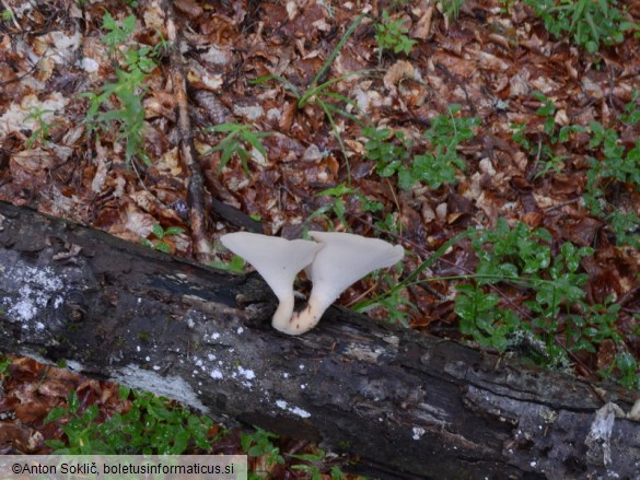 Polyporus tuberaster