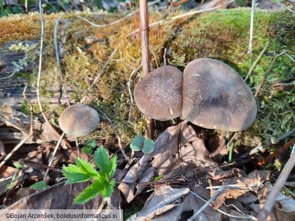 Polyporus ciliatus