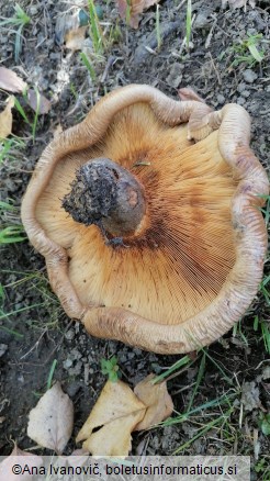 Paxillus involutus