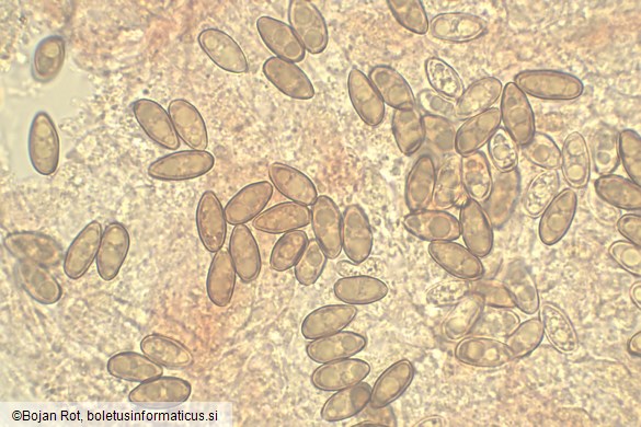 Suillellus mendax