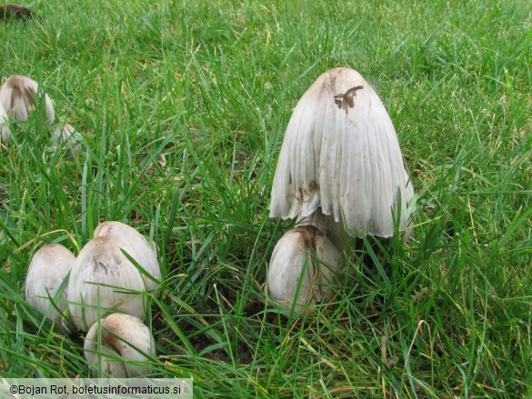 Coprinus atramentarius