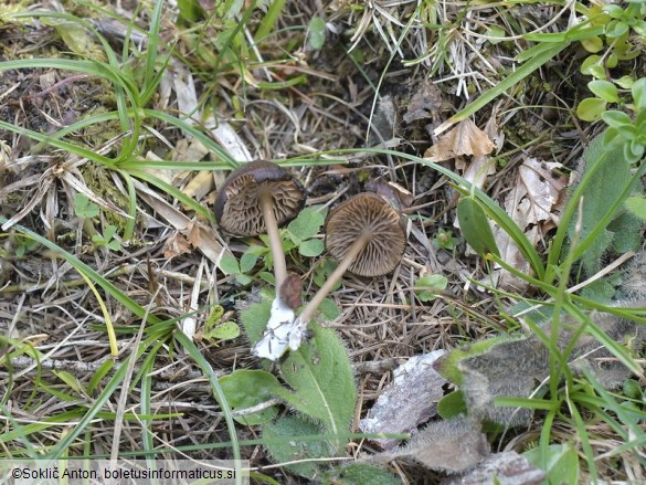 Entoloma xanthochroum