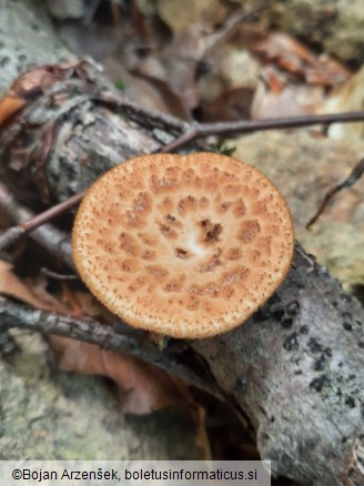 Polyporus tuberaster
