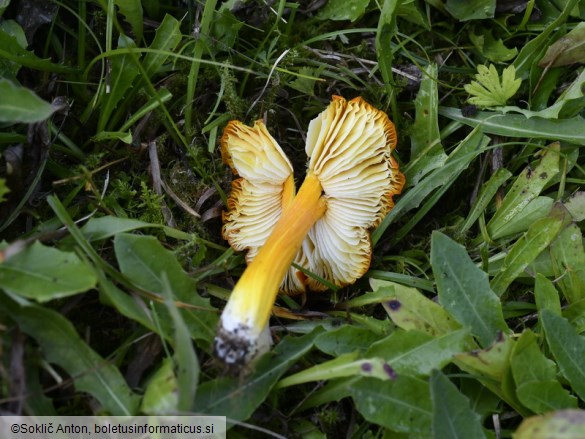 Hygrocybe acutoconica