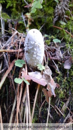 Coprinus comatus