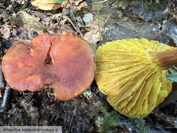 Phylloporus pelletieri