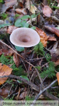 Pseudoclitocybe cyathiformis