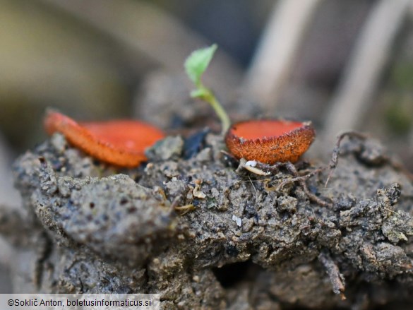 Scutellinia barlae