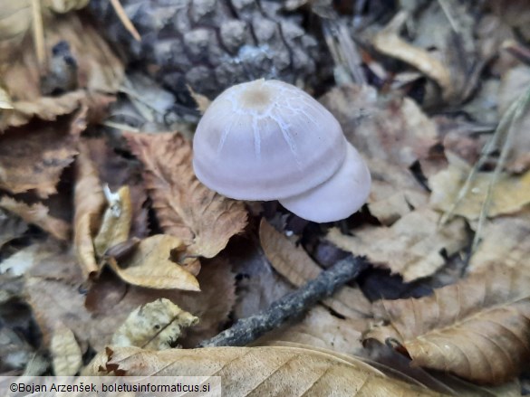 Mycena pura